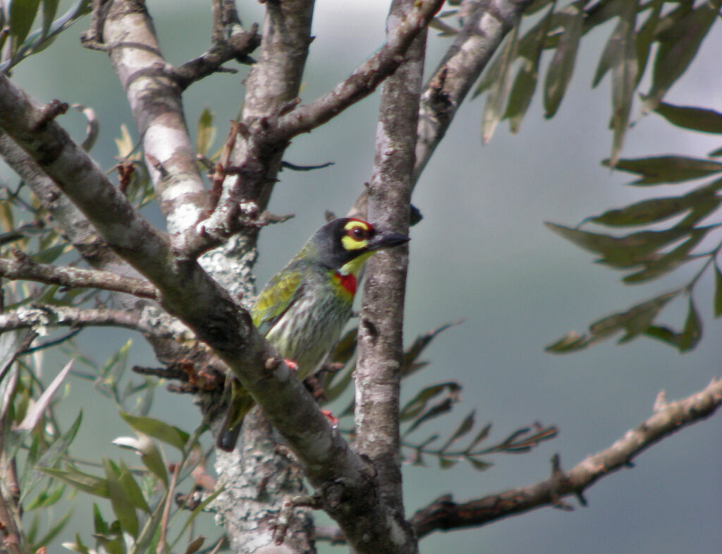 Barbu à plastron rouge