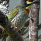 Barbu à plastron rouge