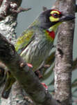 Barbu à plastron rouge