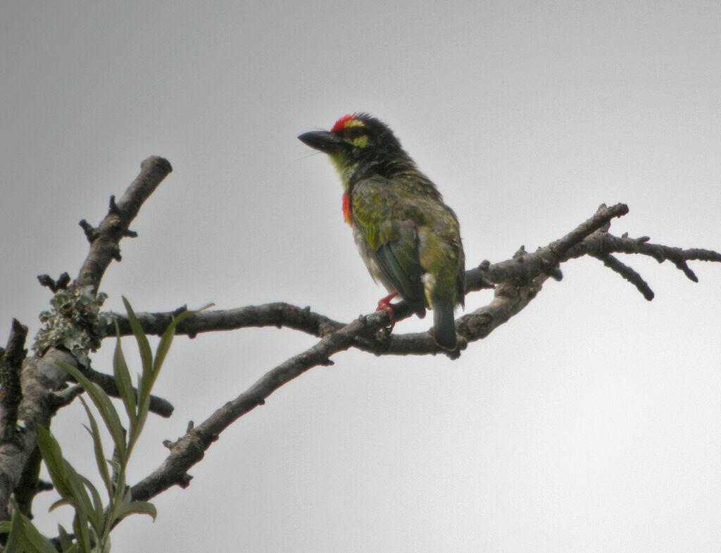 Coppersmith Barbet