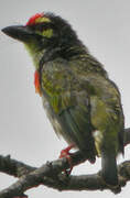 Coppersmith Barbet