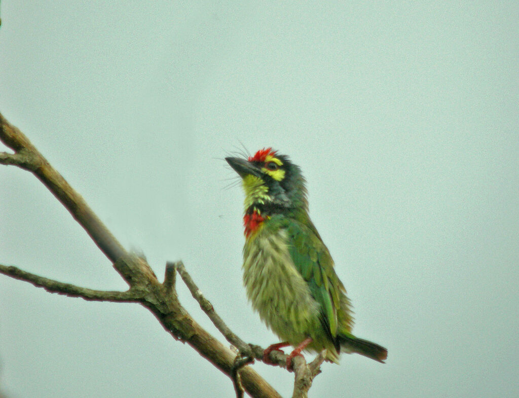 Barbu à plastron rouge