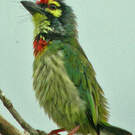 Barbu à plastron rouge