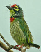 Coppersmith Barbet