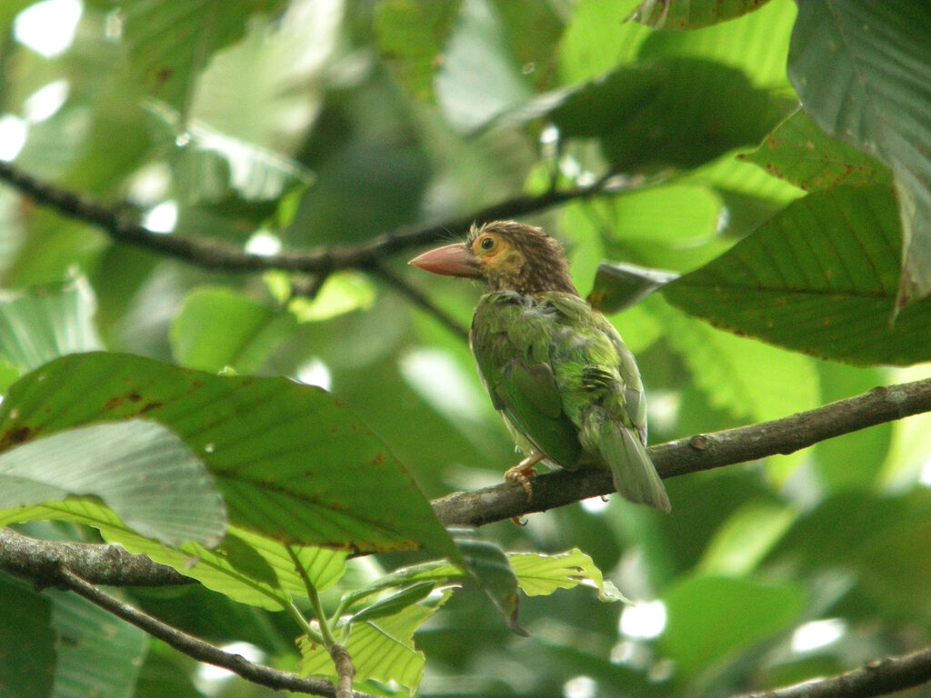 Brown-headed Barbet