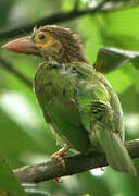 Brown-headed Barbet