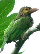 Brown-headed Barbet