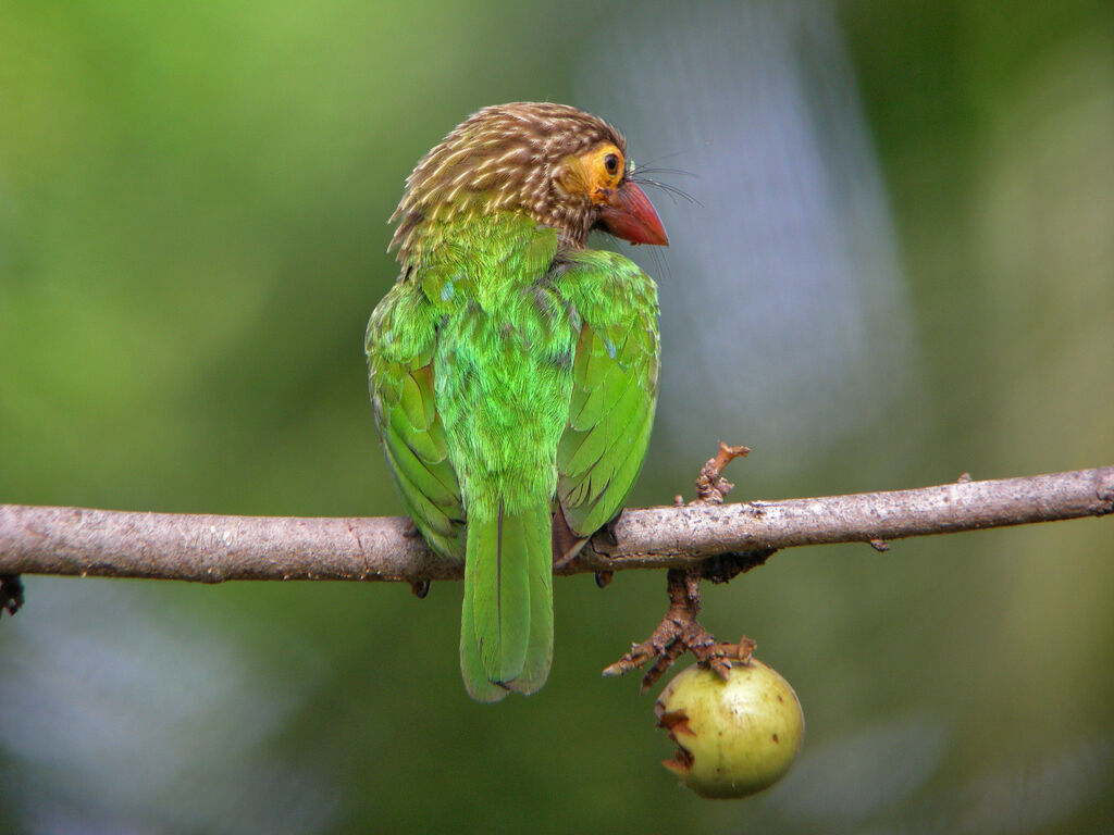 Brown-headed Barbet