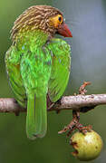 Brown-headed Barbet