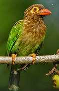 Brown-headed Barbet