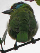 Indochinese Barbet