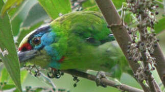 Indochinese Barbet