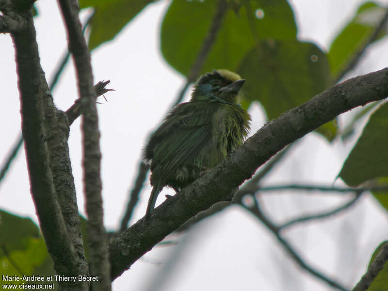 Indochinese Barbetjuvenile, identification