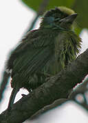 Indochinese Barbet