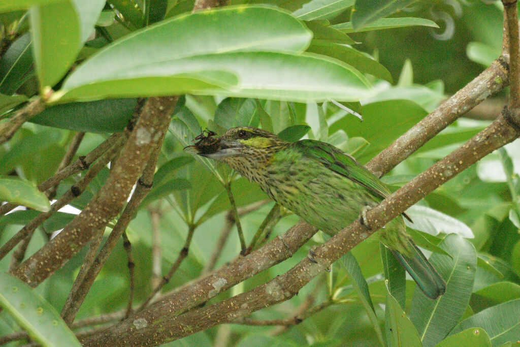 Green-eared Barbet