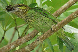 Green-eared Barbet