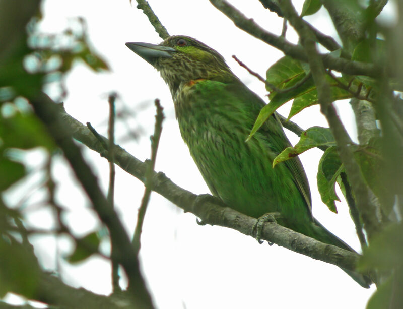 Lineated Barbet