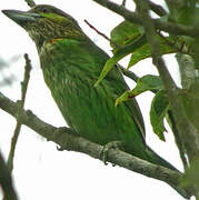 Lineated Barbet