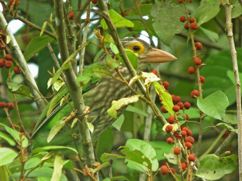 Lineated Barbet