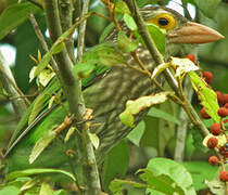 Lineated Barbet