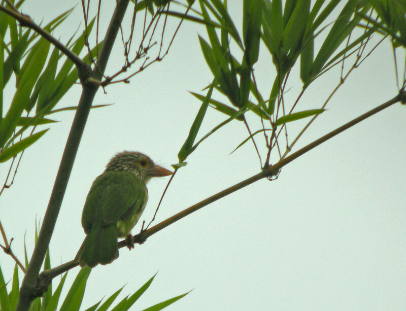 Lineated Barbet