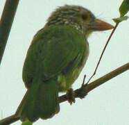 Lineated Barbet