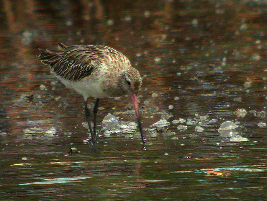 Black-tailed Godwit