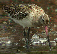 Black-tailed Godwit