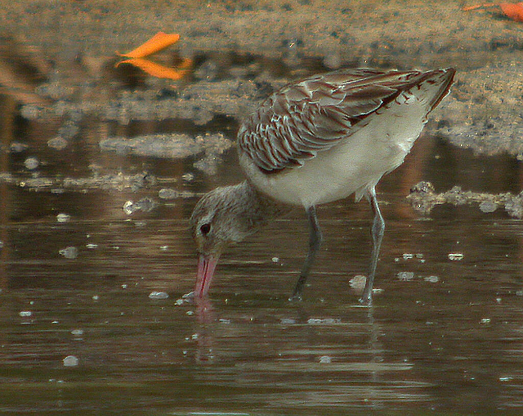 Black-tailed Godwit