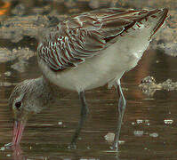 Black-tailed Godwit