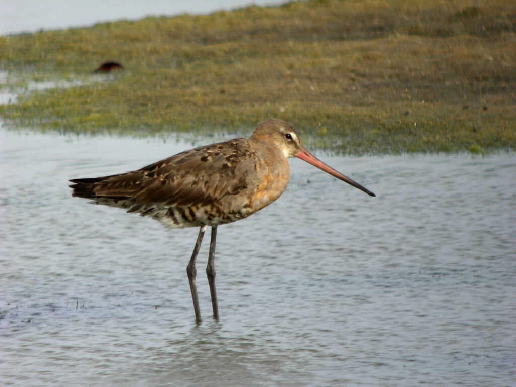 Black-tailed Godwit