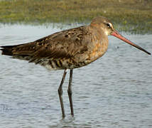 Black-tailed Godwit