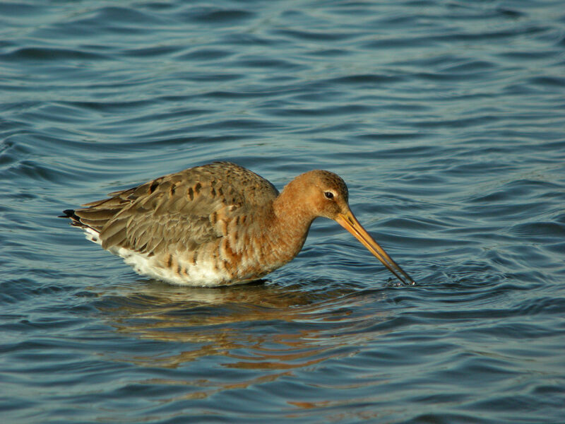 Black-tailed Godwit