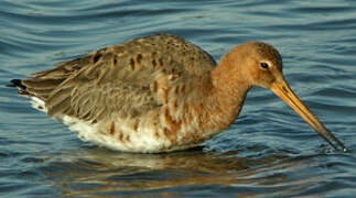 Black-tailed Godwit