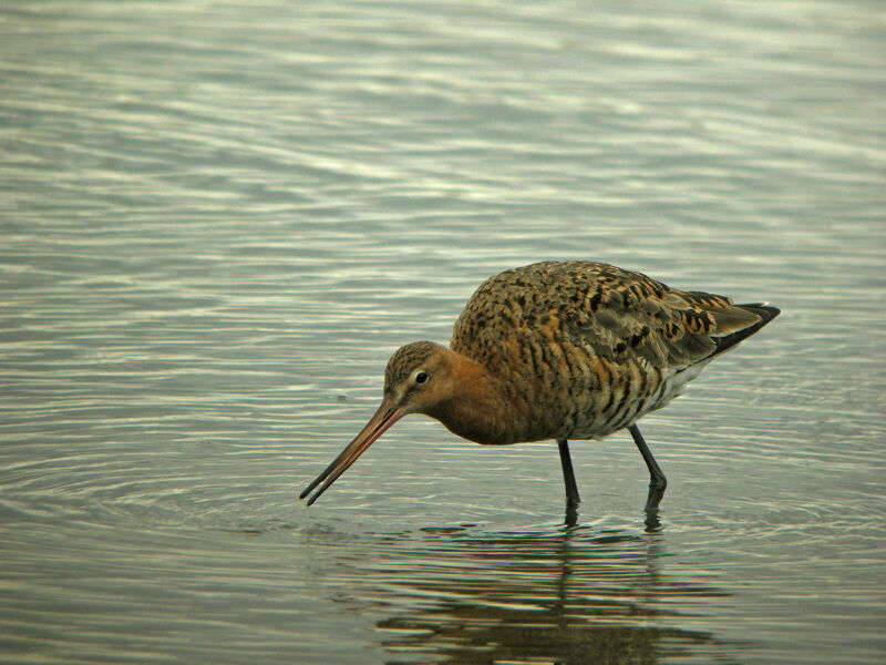 Black-tailed Godwit