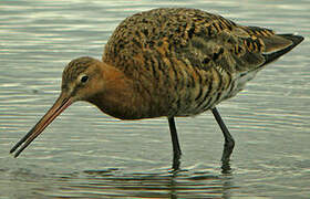 Black-tailed Godwit