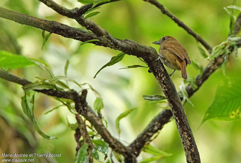 Plain-winged Antshrike female