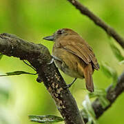 Plain-winged Antshrike