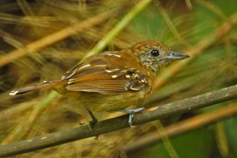 Black-crowned Antshrike