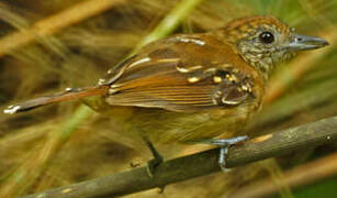 Black-crowned Antshrike