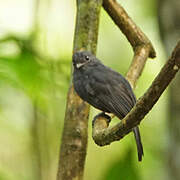 Bluish-slate Antshrike