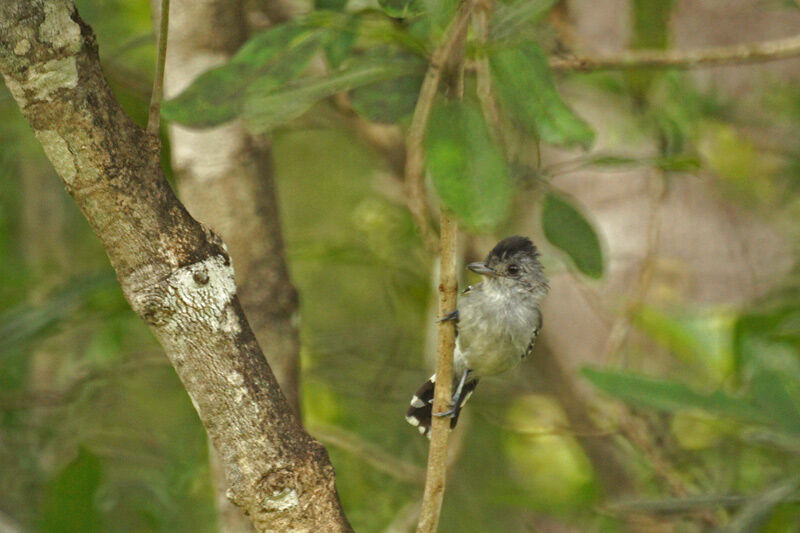 Planalto Slaty Antshrike