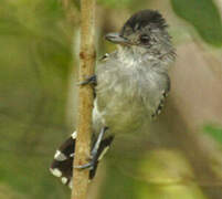 Planalto Slaty Antshrike