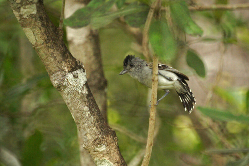 Planalto Slaty Antshrike