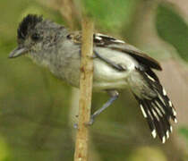 Planalto Slaty Antshrike