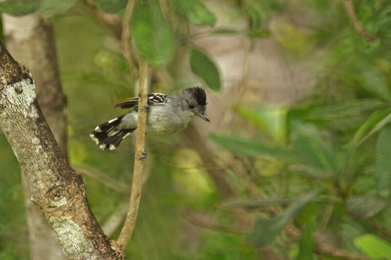 Planalto Slaty Antshrike