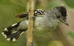 Planalto Slaty Antshrike