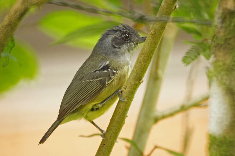 Plain Antvireo