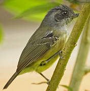 Plain Antvireo