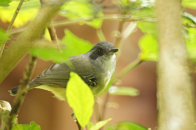 Plain Antvireo